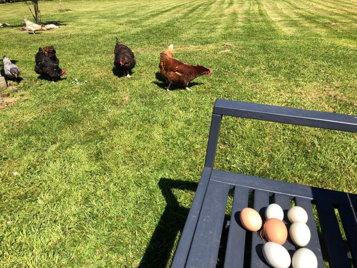 Red River Stables - Peaceful, Beautiful Grounds, Swimming Pool, Central Location For West Cornwall Camborne Eksteriør bilde